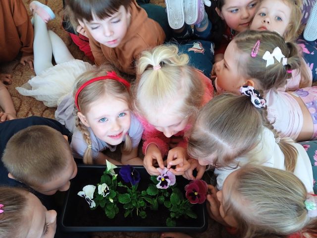 tulipanki sadza bratki